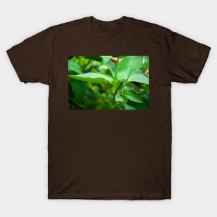 Kitchen Crop T-Shirt